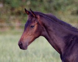 jumper Goldjunge 158 (Holsteiner, 2016, from Goldfever 3)