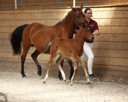 horse Marry Poppins (German Riding Pony, 2017, from Nasrim)