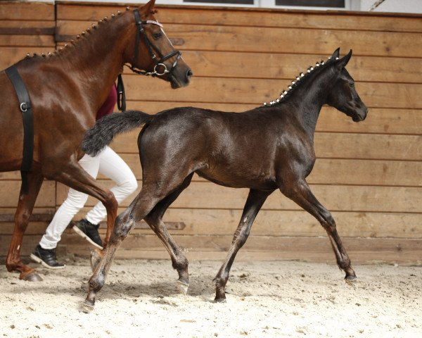 broodmare Sunny of Dance (German Riding Pony, 2017, from New Classico)