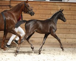 Zuchtstute Sunny of Dance (Deutsches Reitpony, 2017, von New Classico)