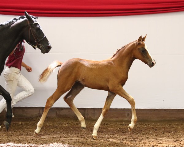 dressage horse Lady One (German Riding Pony, 2017, from Fs Numero Uno)