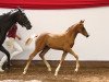 Zuchtstute Lady One (Deutsches Reitpony, 2017, von Fs Numero Uno)