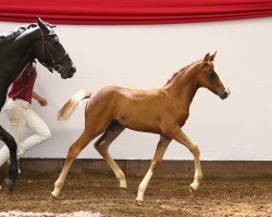 broodmare Lady One (German Riding Pony, 2017, from Fs Numero Uno)