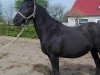 broodmare Mona Lisa (Oldenburg, 2003, from Dressage Royal)