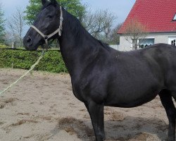 Zuchtstute Mona Lisa (Oldenburger, 2003, von Dressage Royal)