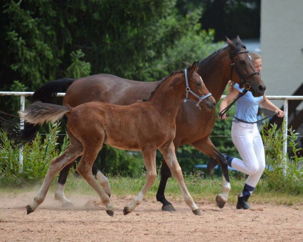 jumper Gidron (German Riding Pony, 2017, from Hesselteichs Grimaldi)