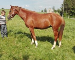 broodmare Despina (German Riding Pony, 2015, from Ombre)