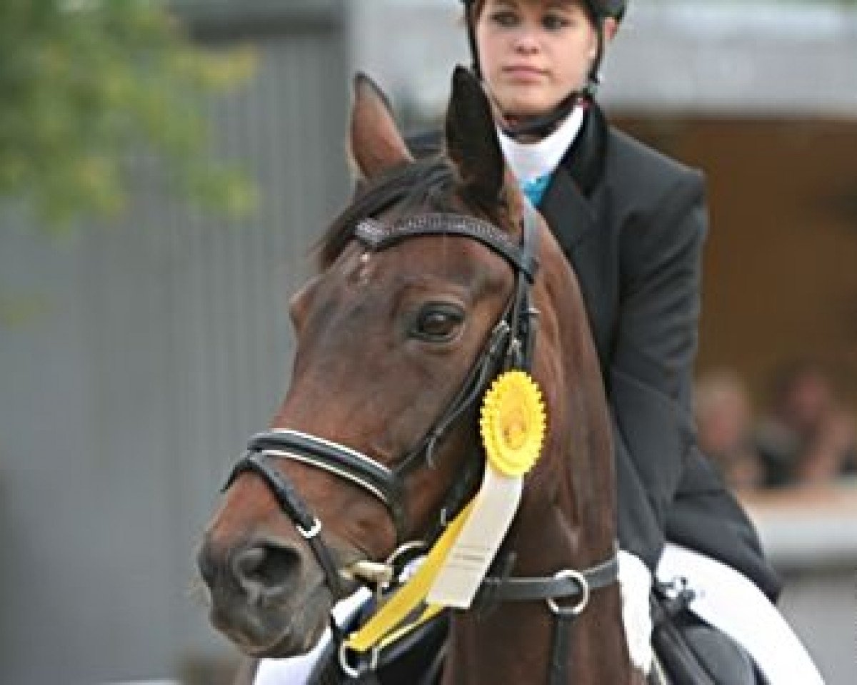 jumper Pearly 8 (Westphalian, 1998, from Polany)