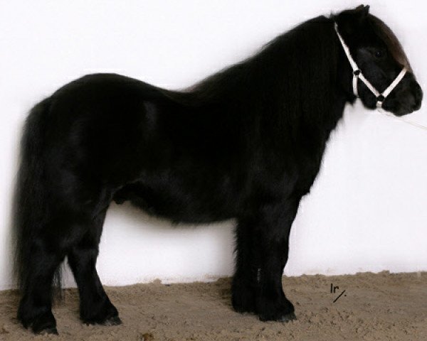 stallion Abantos of Sportview (Shetland pony (under 87 cm), 2007, from Thorgal of Sportview)