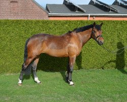 broodmare Norayah (German Riding Pony, 2012, from Nemax)