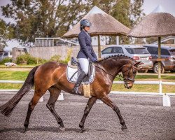 broodmare Neuland La Luna (South African Warmblood, 2008, from Sandreo)