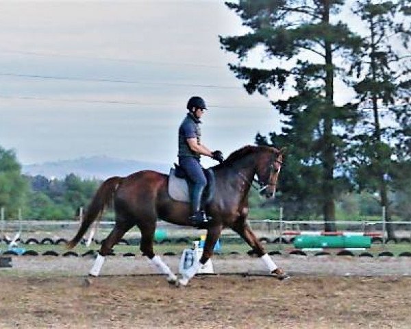 Dressurpferd Neuland Rubin Royal (Südafrikanisches Warmblut, 2008, von Real Dream)