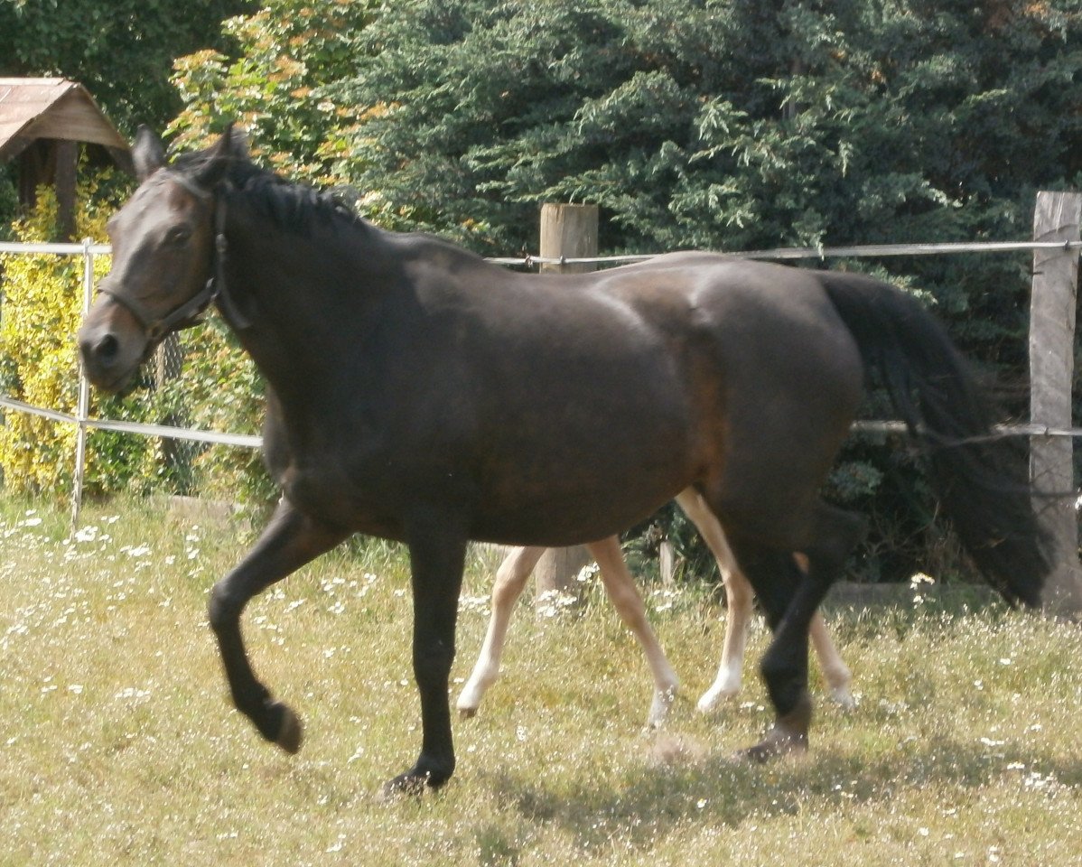 Zuchtstute Soraya SL (Hannoveraner, 2002, von Sandro Hit)