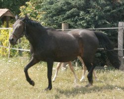 broodmare Soraya SL (Hanoverian, 2002, from Sandro Hit)