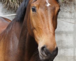 Springpferd Catoja (Holsteiner, 2012, von Catoki)