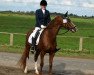 dressage horse Cinzano's Erasmus Six (Little German Riding Horse, 2000, from Cinzano)