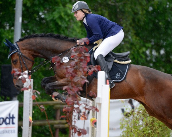 Springpferd Decor 9 (KWPN (Niederländisches Warmblut), 2008, von Oscar)