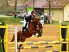 horse Toppy 4 (German Riding Pony, 1999, from Top Gun I)