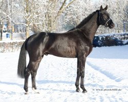 stallion Florisson (Oldenburg, 2013, from Fuechtels Floriscount OLD)