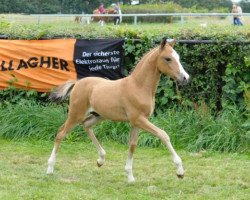 dressage horse Deichgraf 108 (German Riding Pony, 2011, from Da Capo)