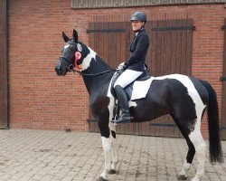 broodmare Portia (Trakehner, 2011, from Lord Luciano 2)