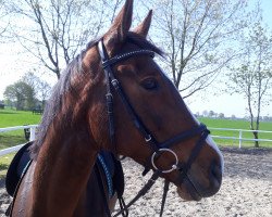 dressage horse Stefania 2 (Hanoverian, 2008, from San Amour I)