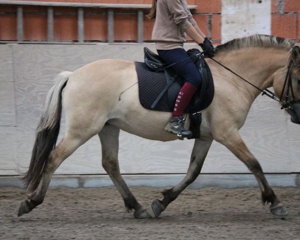 horse Andie McDowell (Fjord Horse, 2013, from Kjartan)