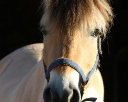 Pferd Samba (Fjordpferd, 2014, von Irving)