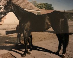 broodmare Kadencja (polish noble half-breed, 1997, from Genius 915)