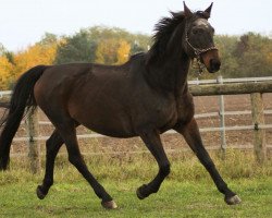 broodmare Kafejka (polish noble half-breed, 1992, from Dido)