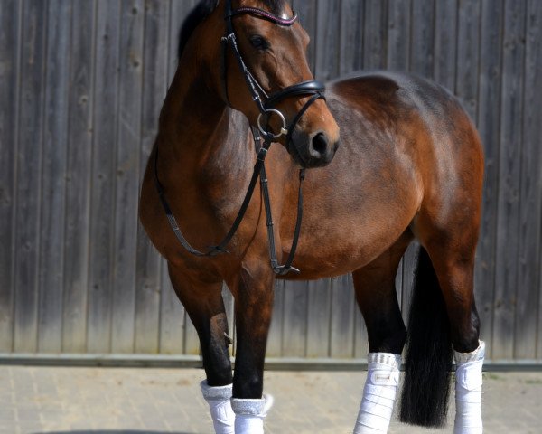 broodmare Norderney 6 (German Riding Pony, 2012, from Nemax)