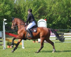 jumper Annecke's Jackpot (Rhinelander, 2012, from Flores Dream)