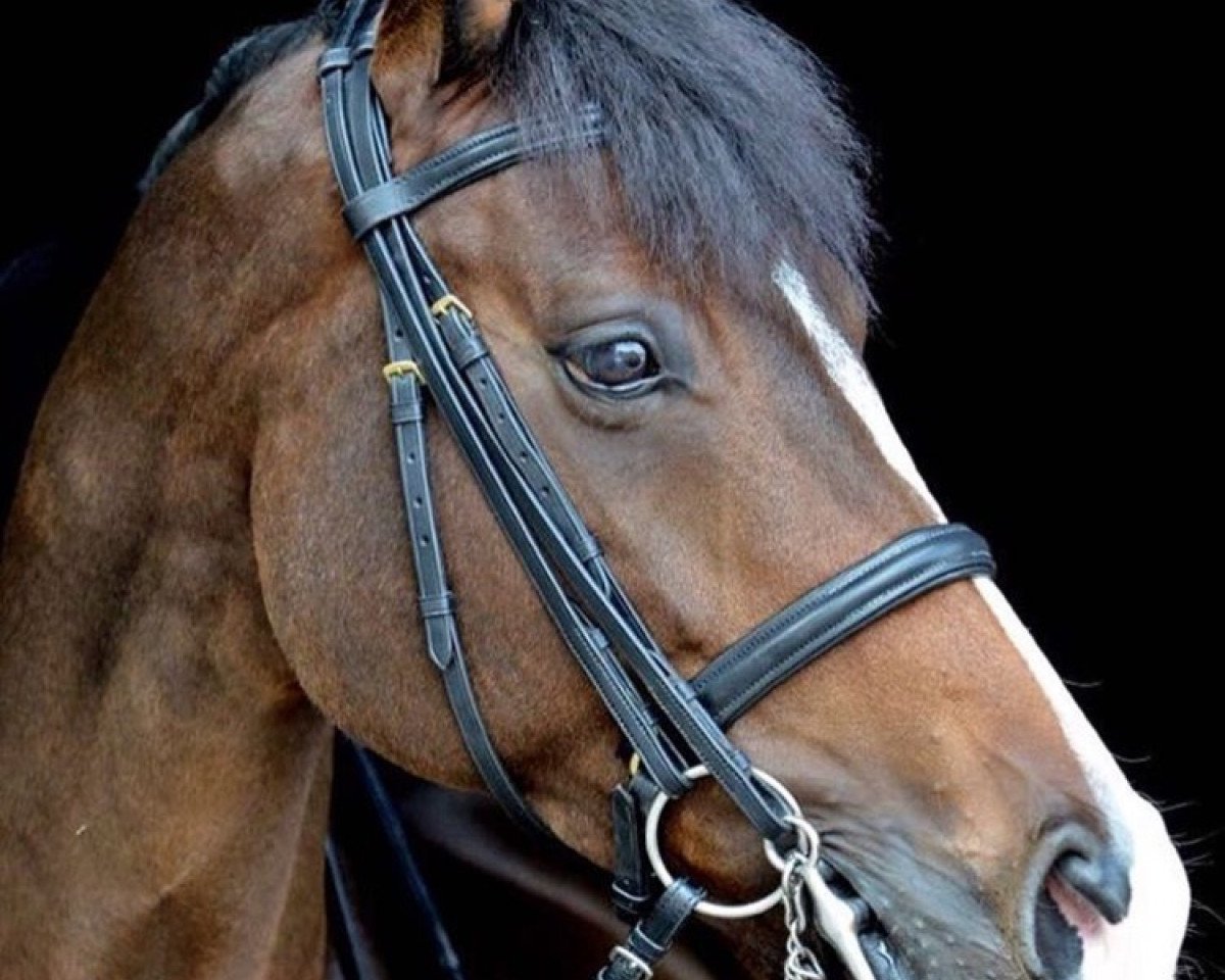 broodmare Salita con. Sally (Holsteiner, 2002, from Levisto Z)