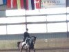 dressage horse For Noblesse (Hanoverian, 2007, from For Edition)