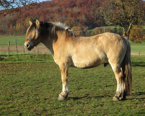 horse Kjartis (Fjord Horse, 2010, from Kjartan)