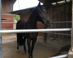 jumper Krönchen 4 (Trakehner, 2011, from Abendtanz)