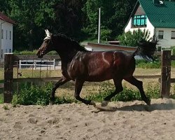 dressage horse Fee (Sächs.-Thür. Schweres Warmbl., 2009, from Elbcapitän)