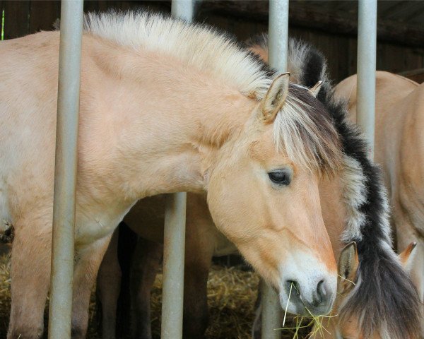 horse Idlewild (Fjord Horse, 2016, from Irving)