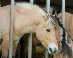 horse Idlewild (Fjord Horse, 2016, from Irving)