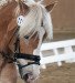 dressage horse Stromer (Haflinger, 2013, from Salero)