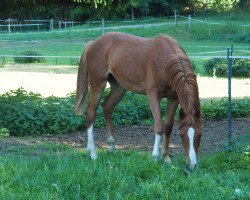 Pferd Bentley (Hannoveraner, 2017, von Callaho's Benicio)