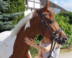 dressage horse Ariell 28 (German Riding Pony, 2012)