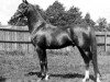 stallion Indian Gold ox (Arabian thoroughbred, 1934, from Ferhan ox)