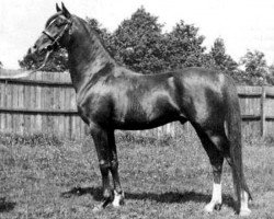 Deckhengst Indian Gold ox (Vollblutaraber, 1934, von Ferhan ox)