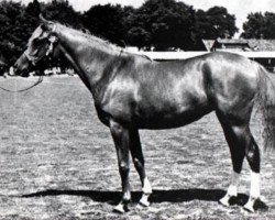 broodmare Gleaming Gold ox (Arabian thoroughbred, 1950, from Indian Gold ox)