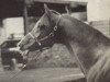 stallion Gold Rex ox (Arabian thoroughbred, 1960, from Alexus ox)