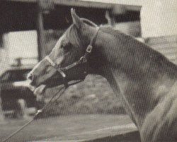 stallion Gold Rex ox (Arabian thoroughbred, 1960, from Alexus ox)