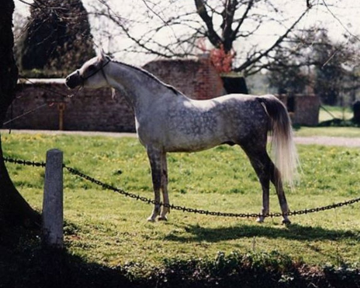 stallion Soliman ox (Arabian purebred, 1981, from Shammar ox)