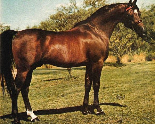 Deckhengst Le Bask ox (Vollblutaraber, 1966, von Bask ox)