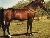 stallion Le Bask ox (Arabian thoroughbred, 1966, from Bask ox)